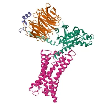 Anti-GPR55 Polyclonal Antibody for WB, IF-P, ELISA - Q9Y2T6