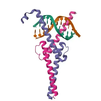 Phospho-MAX-S11 Kaninchen-Polyklonaler Antikörper für WB, ELISA - P61244