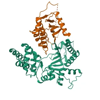 Anti-FAM46A Polyclonal Antibody for WB, ELISA - Q96IP4