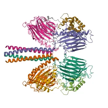Anticorpo Policlonale di Coniglio Anti-LMAN1 per WB, IHC-P, IF/ICC, ELISA - P49257