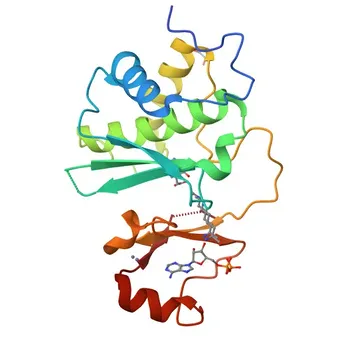 Anticorpo Policlonale Anti-SPRTN di Coniglio per Western Blot ed ELISA - Q9H040
