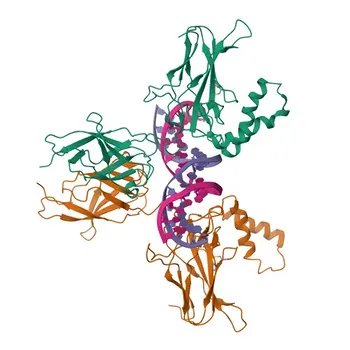 Anticorpo Monoclonal de Coelho Anti-NF-κB2 (fosfo S866+S870) para WB, IHC-P, ELISA - Q00653
