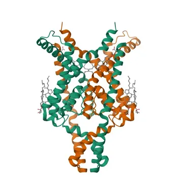 Anti-KCNK9 Polyclonal Antibody for WB and ELISA - Q9NPC2