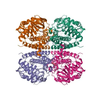 Anticorpo policlonale di coniglio anti-ACADL per WB, IHC-P, ELISA - P28330