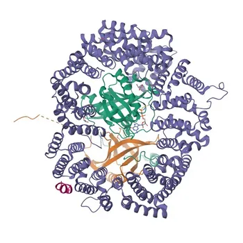 Anticorpo Policlonale Anti-DIAPH3 per WB, ELISA - Q9NSV4