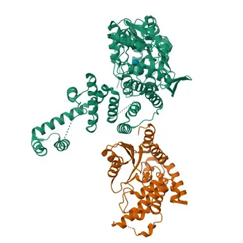 Anticorpo policlonale coniglio anti-SIX1 per WB e ELISA - Q15475