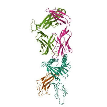 جسم مضاد أرنب متعدد النسيلة مضاد للتيروزيناز لـ WB، IF-P، IHC-P، ELISA - P14679