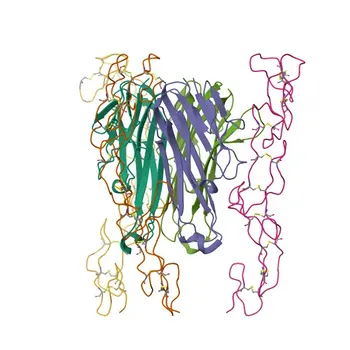 Anticorps polyclonal de lapin anti-LTA pour WB, IHC-P, ELISA - P01374