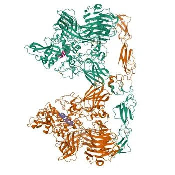 IGFBP5 Rabbit pAb - P24593