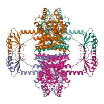Anticorpo policlonal de coelho Phospho-Tirosina Hidroxilase-S40 para WB, ELISA - P07101