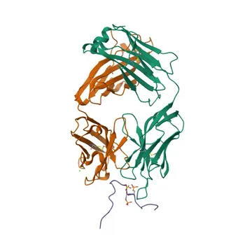 Anti-HEPACAM Rabbit Polyclonal Antibody for WB, ELISA - Q14CZ8