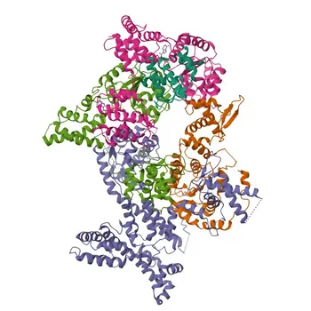 Anticorpo Policlonale Anti-ORC1 per WB, ELISA - Q13415