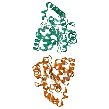 Anticorpo policlonale coniglio Anti-SULT2A1 per WB, IHC-P, ELISA - Q06520