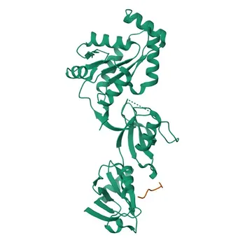 pAb di coniglio ZO-1 per WB, IF/ICC, ELISA - Q07157