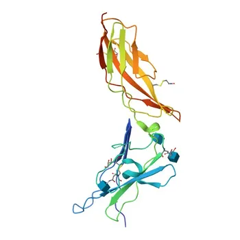 Anti-IFNGR2 Polyclonal Antibody for WB, ELISA - P38484