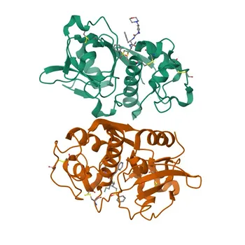 Anti-CTSF Rabbit Polyclonal Antibody for WB, IHC-P, ELISA - Q9UBX1