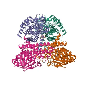 Anticorpo policlonale anti-ACADSB di coniglio per IHC-P, ELISA - P45954