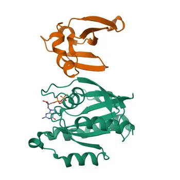 Anticorpo Policlonale Anti-Rap1A per WB, IHC-P, ELISA - P62834