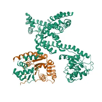 Anticorpo Policlonale di Coniglio Anti-ORC3 per WB, ELISA - Q9UBD5