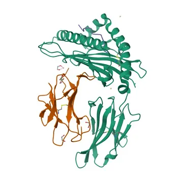 Anti-Cyclin D2 Rabbit Polyclonal Antibody for WB, IHC-P, IF/ICC, ELISA - P30279