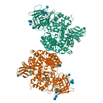 Anticorpo policlonale anti-LNPEP per WB, IHC-P, ELISA - Q9UIQ6