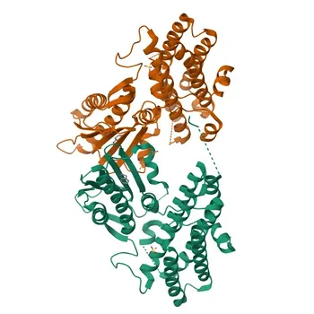 PDK4 Rabbit Polyclonal Antibody for WB, IHC-P, IF/ICC, ELISA - Q16654
