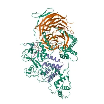 Anticorpo policlonale coniglio anti-EZH2/KMT6 per WB, IF/ICC, ELISA - Q15910