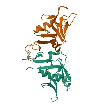Anti-KLRC1 Polyclonal Antibody for WB, ELISA - P26715
