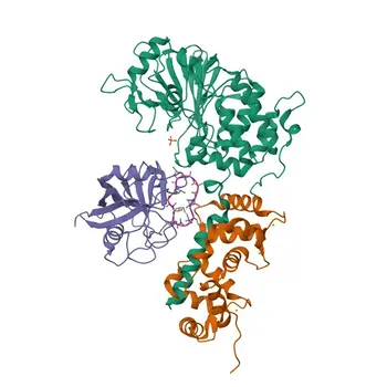 Anti-PPP3R1 Rabbit Polyclonal Antibody for WB, IF/ICC, ELISA - P63098