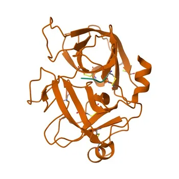 Anticorpo Policlonale Anti-MSP/MST1 per WB, IHC-P, IF/ICC, ELISA - P26927