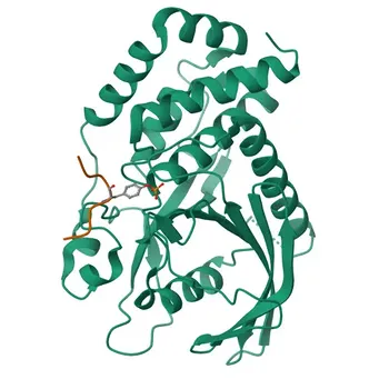 Anti-NSF Rabbit Polyclonal Antibody for WB, IF/ICC, IP, ELISA - P46459