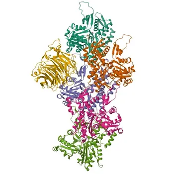 Anticorpo policlonale rabbit Anti-CORO1B per WB e ELISA - Q9BR76