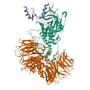 Anti-IKZF2 Rabbit Polyclonal Antibody for WB and ELISA - Q9UKS7