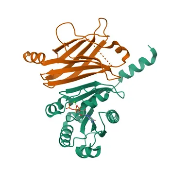 Anticorpo Policlonale Anti-PDE6D per WB, IF/ICC, ELISA - O43924