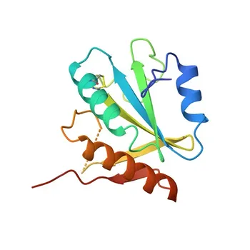 Anti-TXNL4A Rabbit Polyclonal Antibody for WB and ELISA - P83876