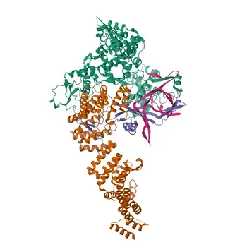 Anticorpo Policlonale Anti-GTF3C6 per WB, ELISA - Q969F1