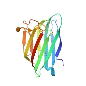 Anticorpo Policlonale Anti-C19orf10 per WB, IHC-P, ELISA - Q969H8