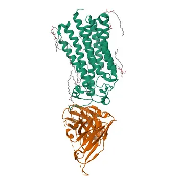 Anticorpo Policlonale Anti-ADIPOR2 per WB, ELISA - Q86V24