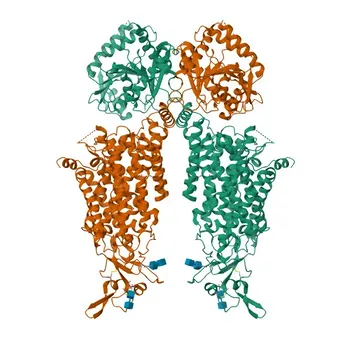Anticorpo policlonale anti-SLC12A7 per WB, ELISA - Q9Y666