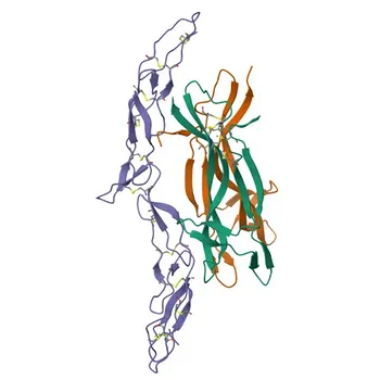 Anticorpo Policlonale Anti-NGF per WB, ELISA - P01138