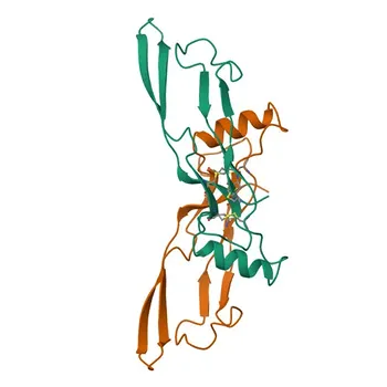 Anti-BMP7 Rabbit Polyclonal Antibody for WB, IHC-P, ELISA - P18075