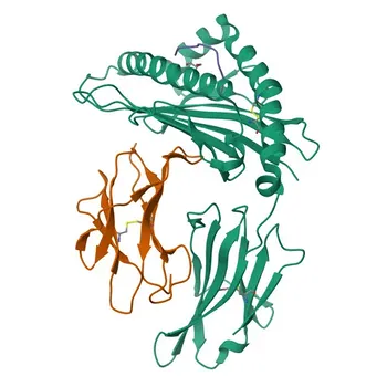 Anti-DCT Polyclonal Antibody for WB, ELISA - P40126
