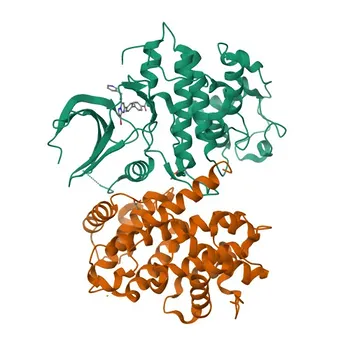 Anticorpo Policlonal de Coelho Anti-Fosfo-CDK2-T160 para WB, IHC-P, ELISA - P24941