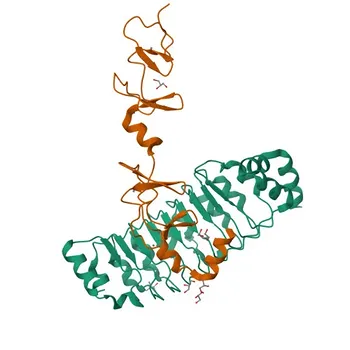 Anticorpo policlonale anti-LIMS1 per WB, IF/ICC, ELISA - P48059