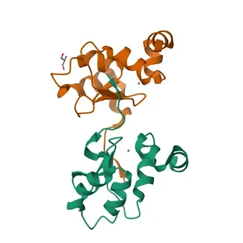 Anticorpo Policlonale di Coniglio Anti-cIAP2 per WB, IHC-P, IF/ICC, ELISA - Q13489
