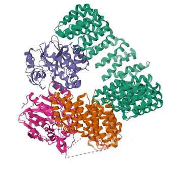 Anticorpo policlonale anti-PPME1 per WB ed ELISA - Q9Y570