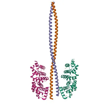 Anticorpo policlonale anti-CLIP1 per WB, ELISA - P30622