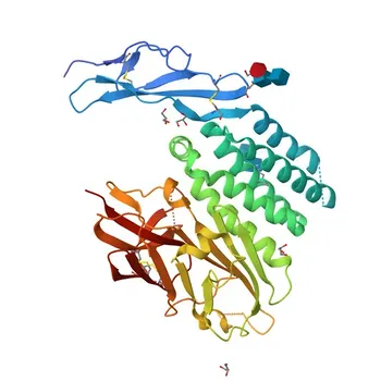 Anticorps polyclonal de lapin anti-ADGRB3 pour WB, ELISA - O60242