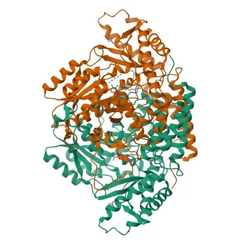 Anti-CSAD Rabbit Polyclonal Antibody for WB and ELISA - Q9Y600