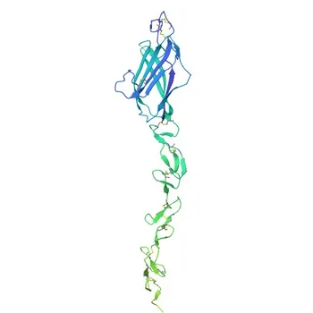 Anti-DLL1 Rabbit Polyclonal Antibody for WB, IHC-P, ELISA - O00548